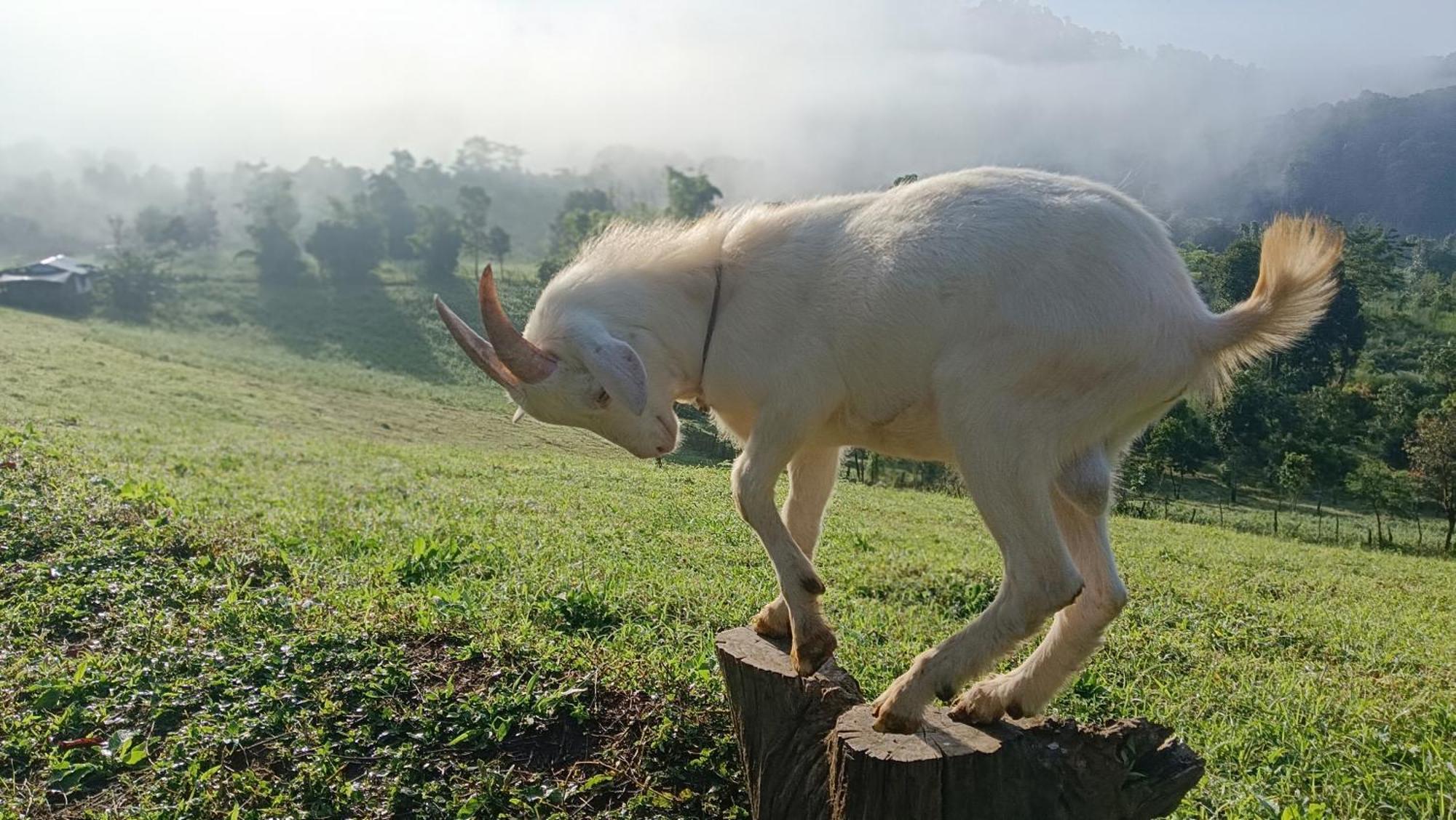ไร่นิธิสุนทร Nithisoonthon Farmstay Mae Hong Son Buitenkant foto