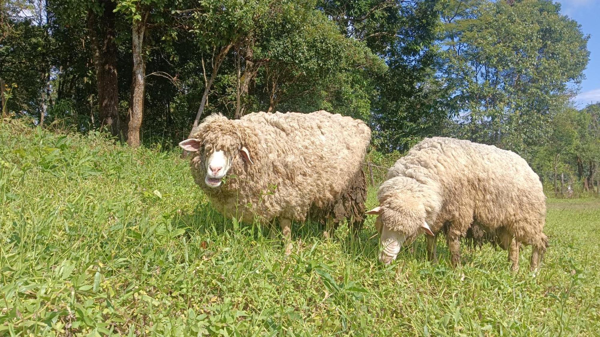 ไร่นิธิสุนทร Nithisoonthon Farmstay Mae Hong Son Buitenkant foto